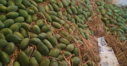 Straw Ripening