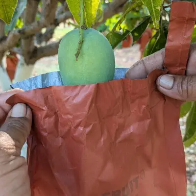 Mango Bagging Process